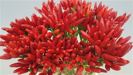 Sierpeper Fire Red 50cm