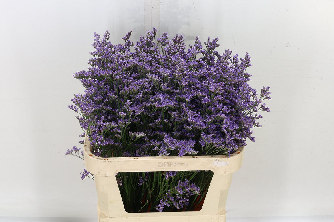 Limonium Safora Blue 65cm