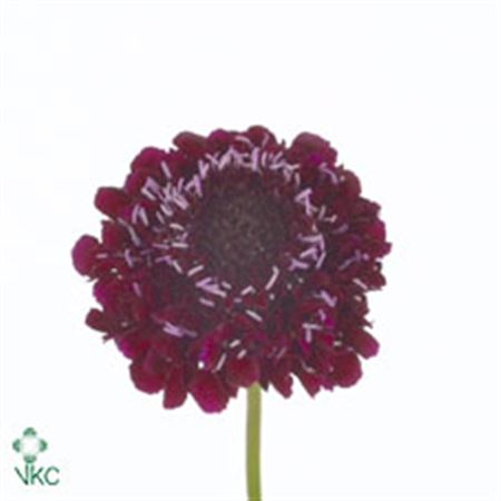 Scabious At Qis Deep Red 60cm