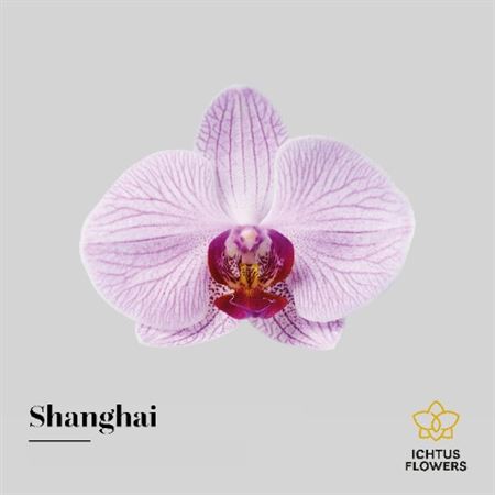 Phalaenopsis Shanghai Bloem 25 Bloemen