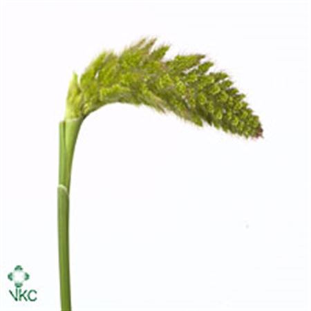 Setaria Tomer 65cm