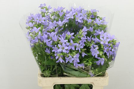 Campanula Lac Prichard's 65cm