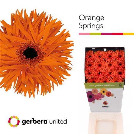 Ge Gs Orange Springs Diamond 50cm