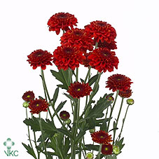 Chrysnth Spry Lexy Red 70cm