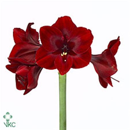 Amaryllis Britney 10cm