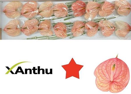 Anthurium A Nunzia 12