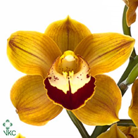 Cymbidium T Balou 80cm