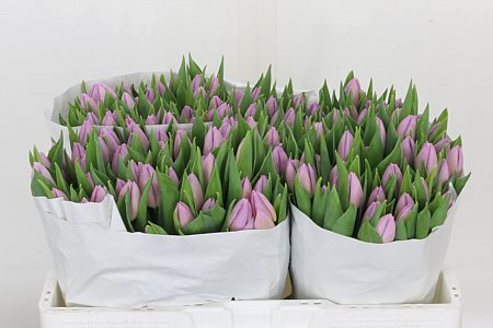 Tulip Candy Prince 36cm