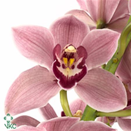 Cymbidium T Mrs Laura