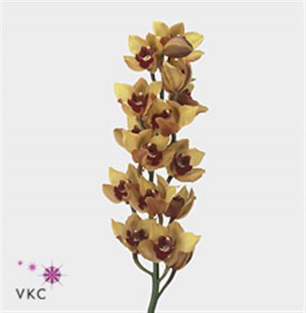 Cymbidium T Orange Favo X9 60cm