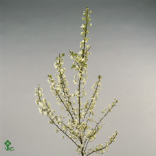 Tree Blossom Gland Spray White 80cm