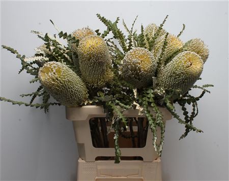 Banksia Speciosa 60cm