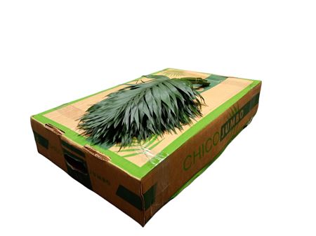 Chico Palm Jumbo 50cm