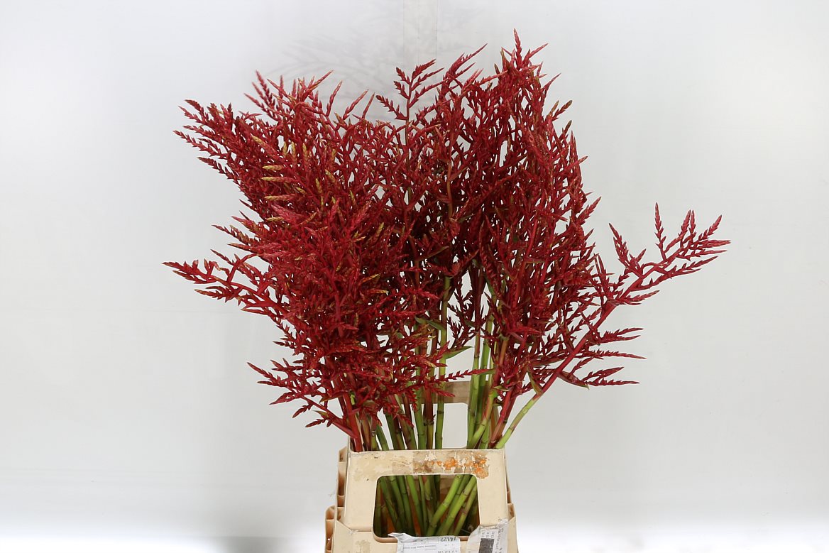 Bromelia Red Paloma 90cm