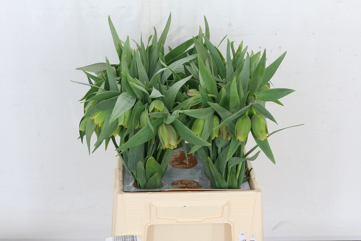 Fritillaria Pontica 45cm