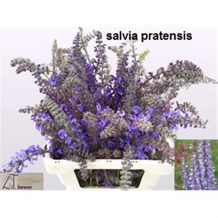 Salvia Ov 68cm