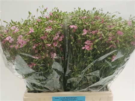 Saponaria Bs Ov Roze 65cm