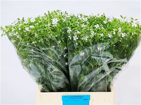 Saponaria Bs Ov Wit 65cm