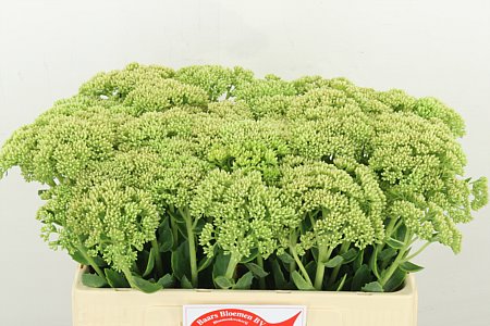 Sedum Spectabile 55cm