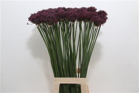 Allium Atropurpureum Black Purple 70cm
