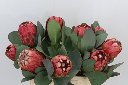 Protea Grandiceps 70cm