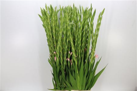 Gladioli Gr Adrenalin 120cm