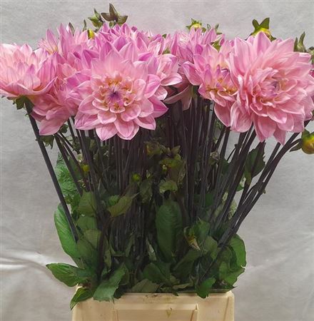 Dahlia Karma Prospero 60cm