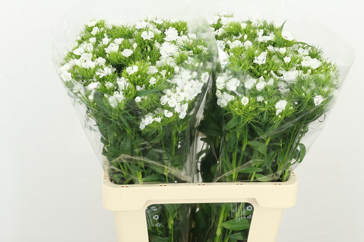 Sweet William S Will White 60cm