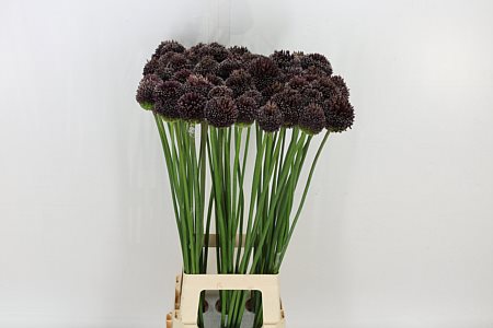 Allium Forelock Burgundy 65cm