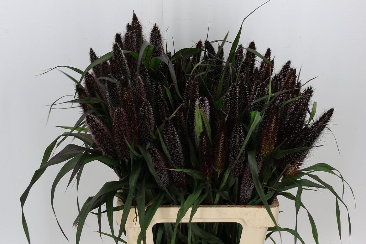 Siergrass Penni Purple Majesty 65cm