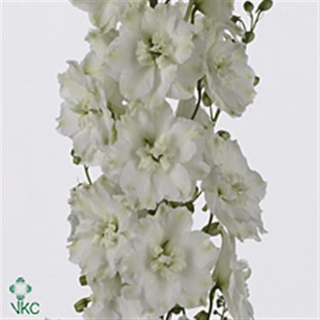 Delphinium Elatum Dewi Amor White 100cm