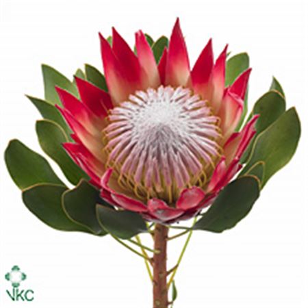 Protea Cynaroides Madiba 40cm