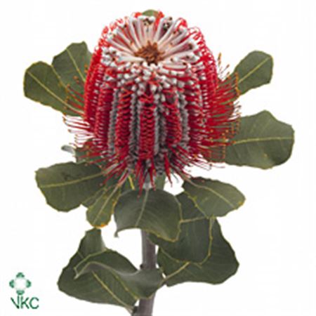 Banksia Coccinea 35cm