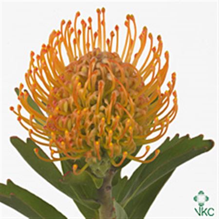 Leucospermum Jelena 35cm