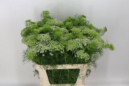 Ammi Vis Casablanca 70cm