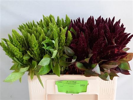 Amaranthus Red/green Mix 60cm