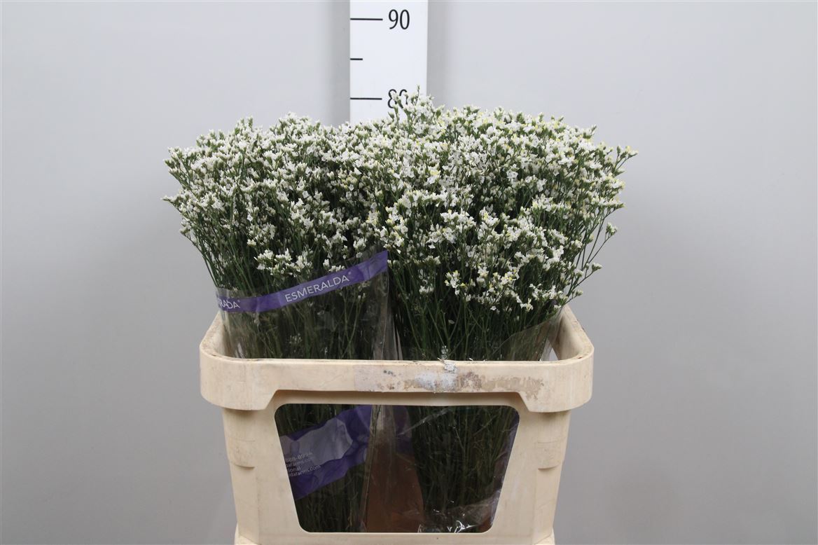 Limonium Sin White Lace (parfumed) 80cm