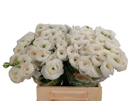 Ranunculus Clooney - White Firenze 40cm