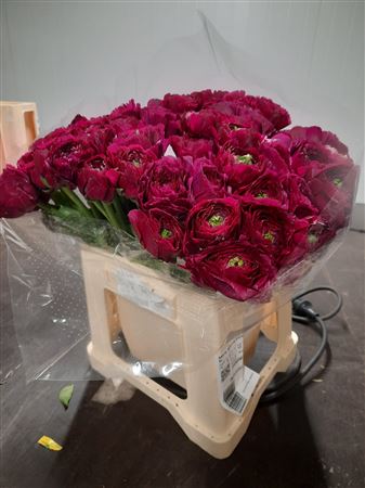 Ranunculus Clooney - Violette Sherry 45cm