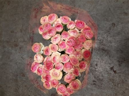 Ranunculus Clooney - Pic Rose Felicidade 40cm
