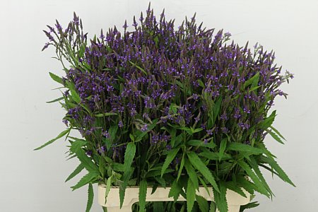 Verbena Ov 60cm