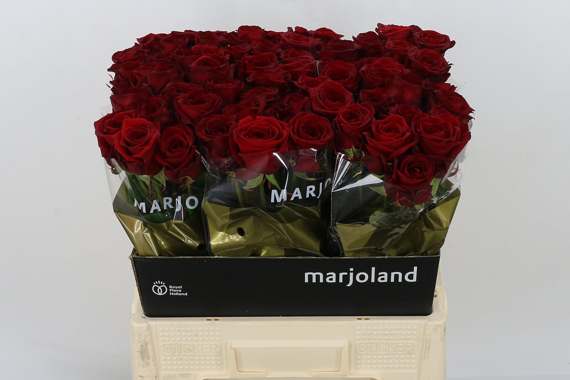Rose Red Naomi! Marjoland 60cm