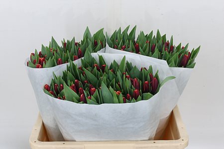 Tulip Armani 37cm