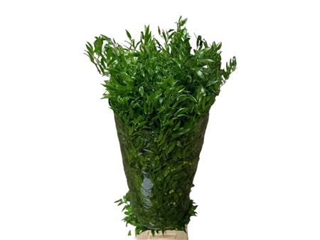 Ruscus Long ( Soft / Italian) 150gr 4tak 100cm