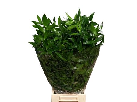 Ruscus Medium 120gr 70cm