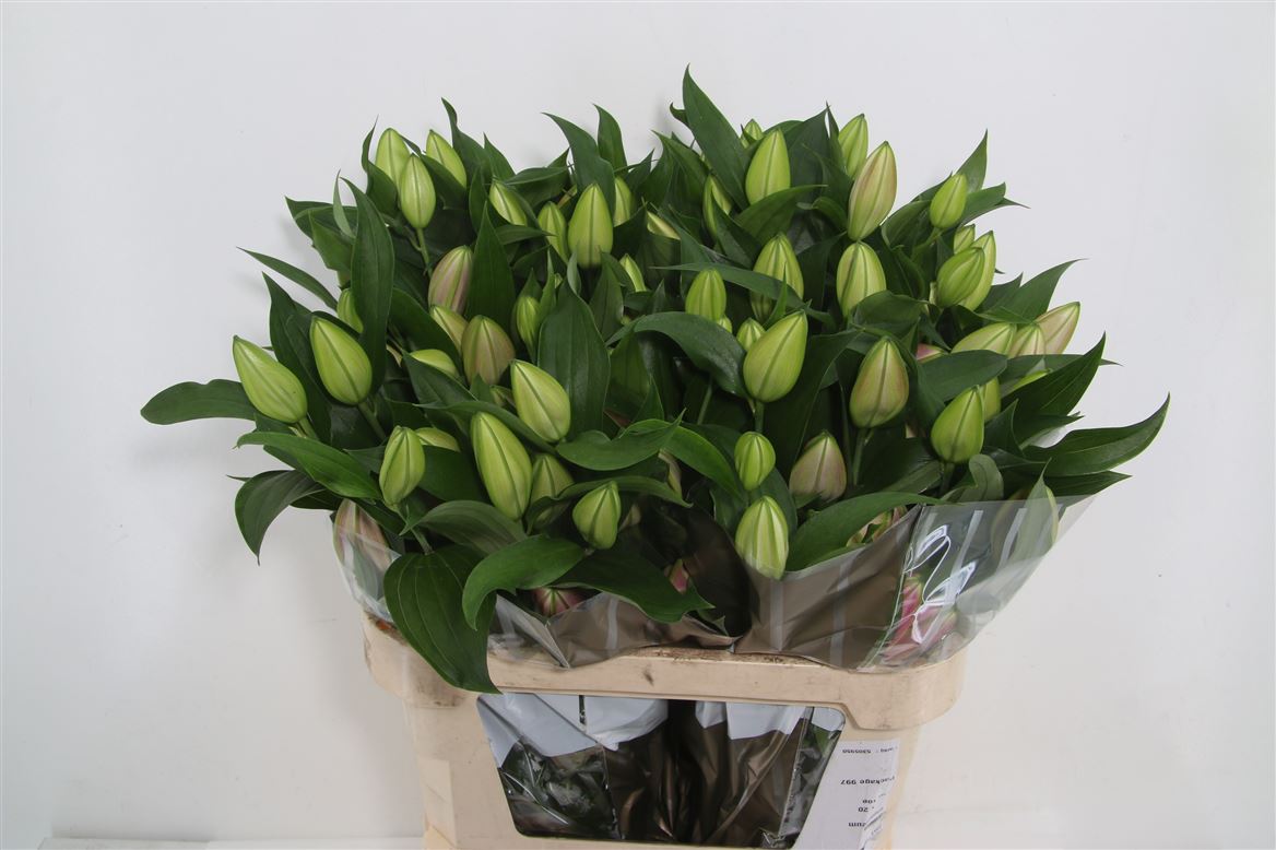 Lily Oriental Pico 3+ 80cm