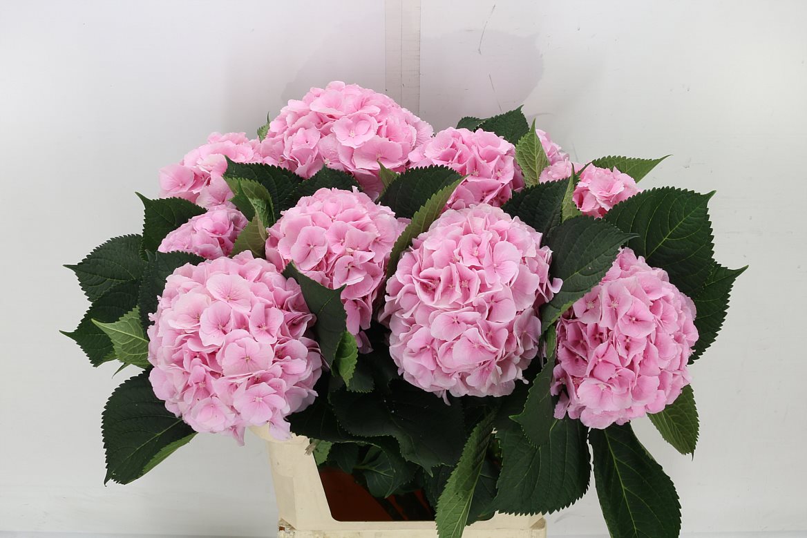 Hydrangea M Verena Pink 60cm 60cm