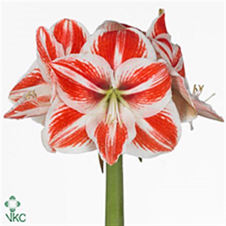 Amaryllis Superstar 10cm