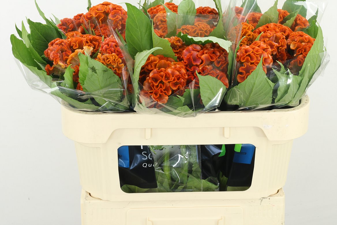 Celosia Cristata Fantasy Orange 65cm