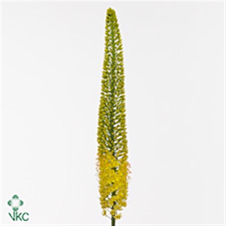 Eremurus Yellow Cleo 100cm